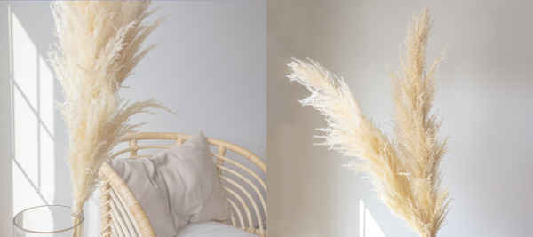 How to care for Pampas Grass