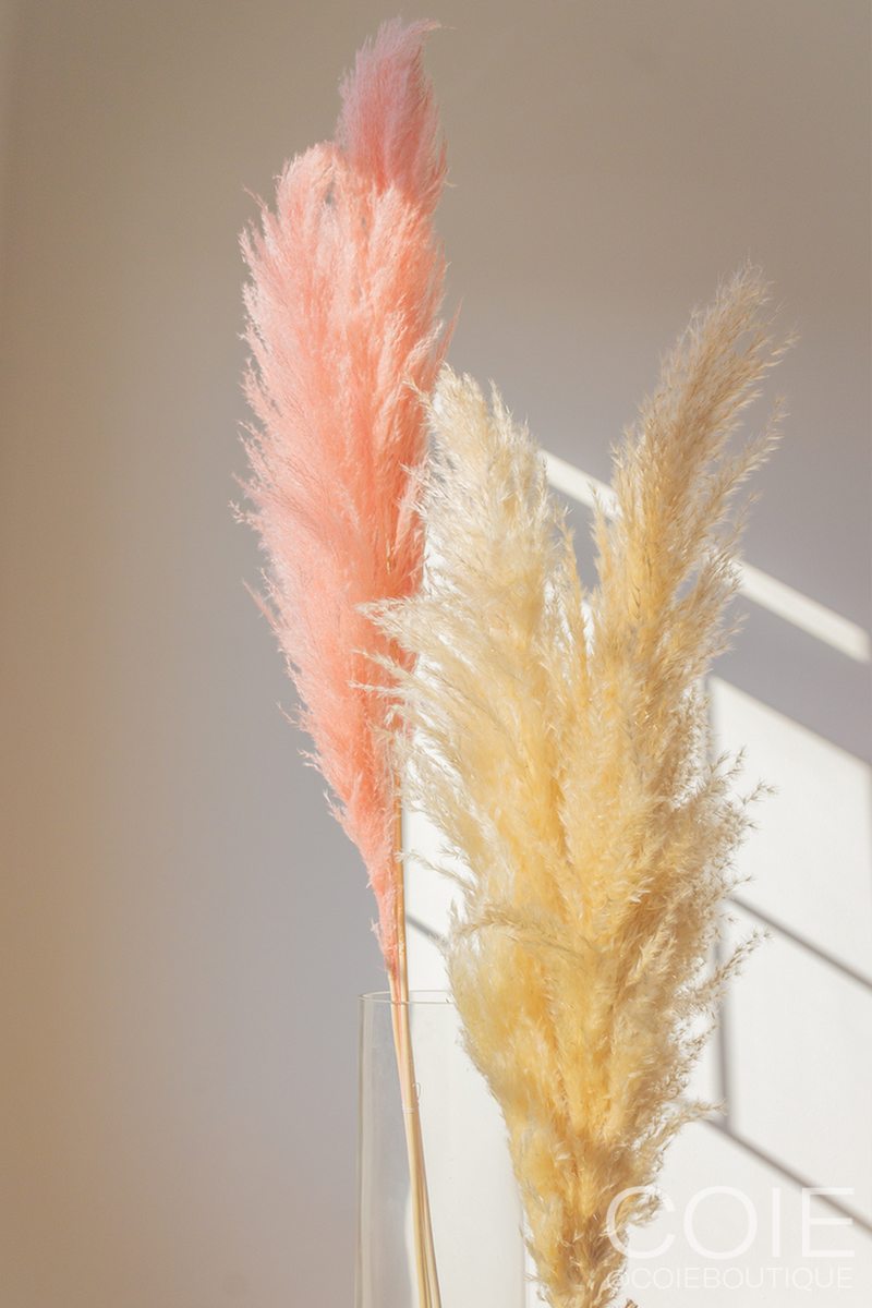 Pampas Grass - Pink