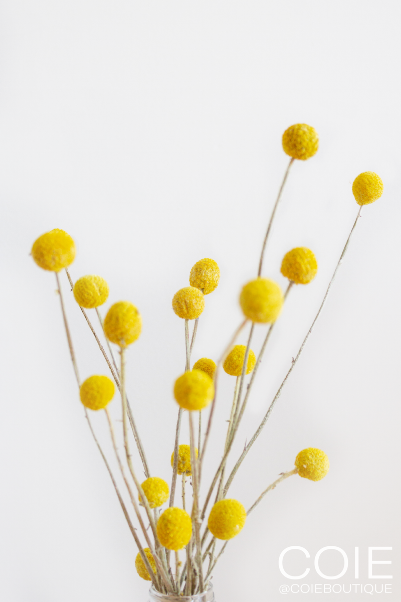 Billy Buttons - Yellow