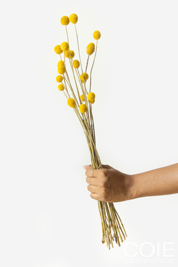 Billy Buttons - Yellow