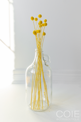 Half Gallon Glass Jug for Pampas Grass on White Background holding Yellow Billy Buttons